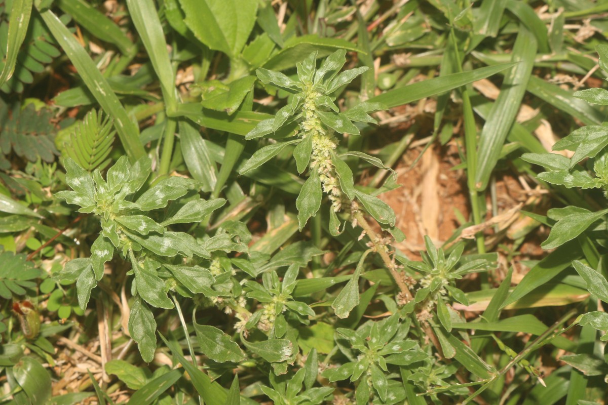 Amaranthus graecizans subsp. thellungianus (Nevski) Gusev